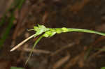 Carey's sedge